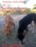 Mel e Pretinho