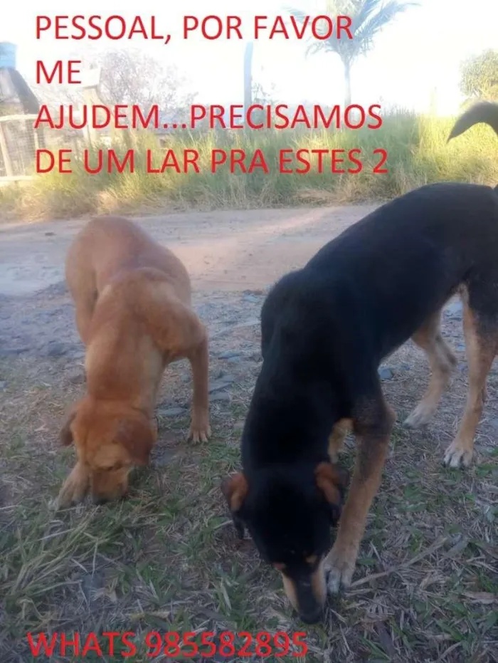 Cachorro ra a SRD-ViraLata idade 2 a 6 meses nome Mel e Pretinho