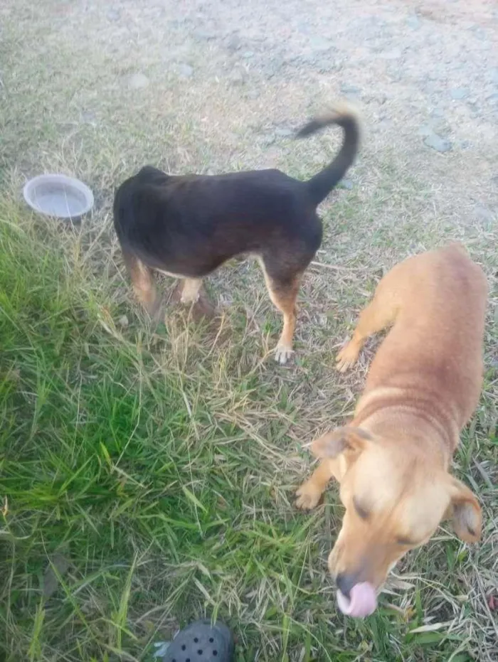 Cachorro ra a SRD-ViraLata idade 2 a 6 meses nome Mel e Pretinho