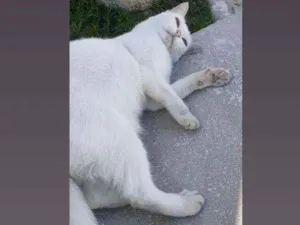Gato raça De raça, porém não sei qual. idade 5 anos nome Nina