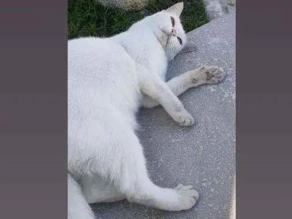 Gato ra a De raça, porém não sei qual. idade 5 anos nome Nina