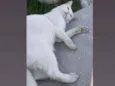 Nina