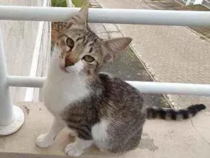 Gato raça  idade 7 a 11 meses nome Megui