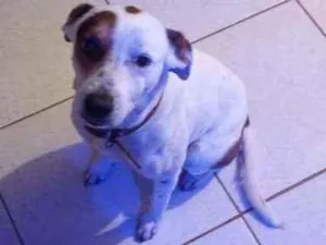 Cachorro raça Vira lata ( não sei a raça)  idade 5 anos nome Bob