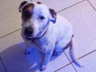 Cachorro ra a Vira lata ( não sei a raça)  idade 5 anos nome Bob