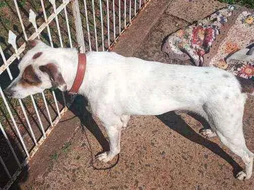 Cachorro ra a Vira lata ( não sei a raça)  idade 5 anos nome Bob