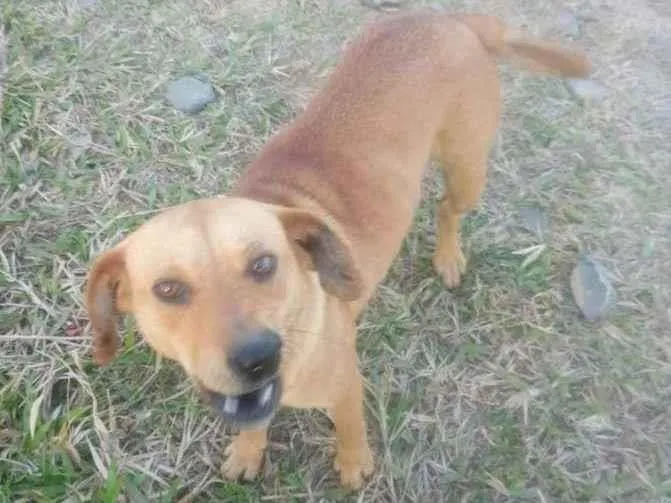 Cachorro ra a SRD-ViraLata idade 2 a 6 meses nome Mel e Pretinho