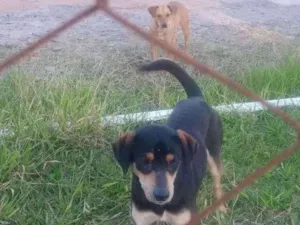 Cachorro raça SRD-ViraLata idade 2 a 6 meses nome Mel e Pretinho