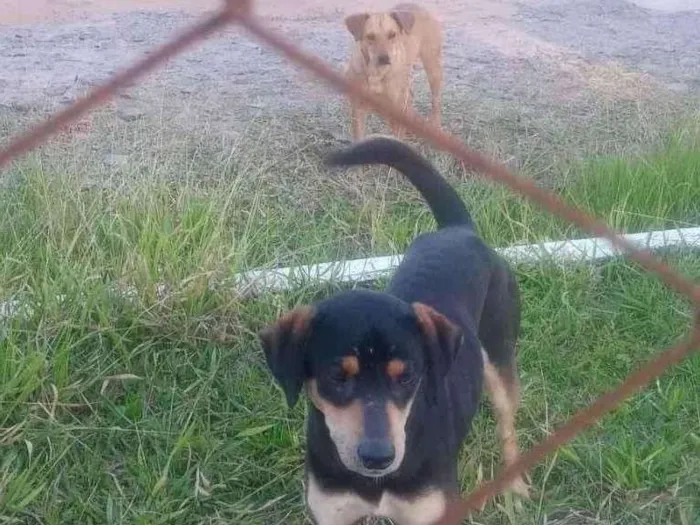 Cachorro ra a SRD-ViraLata idade 2 a 6 meses nome Mel e Pretinho