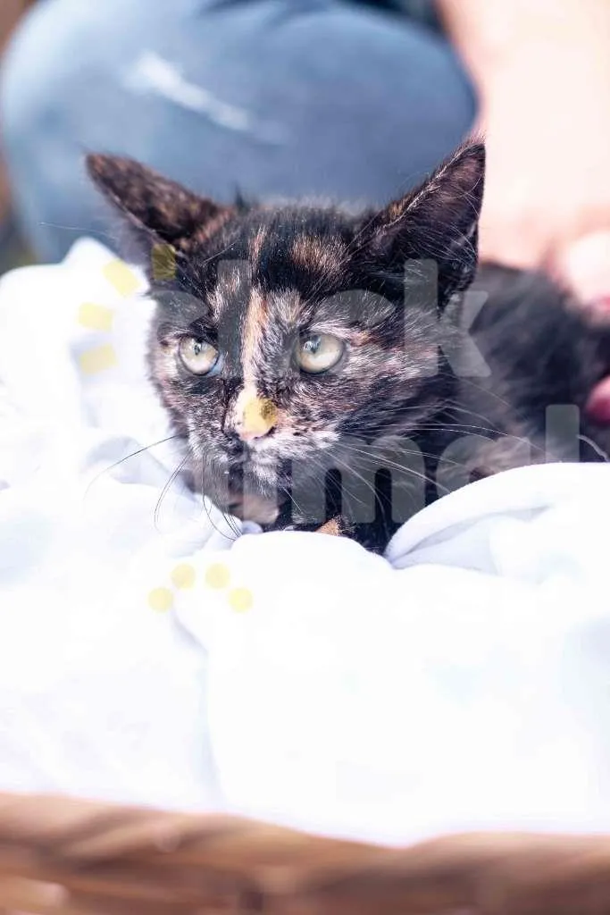 Gato ra a SRD-ViraLata idade 2 a 6 meses nome PRADA