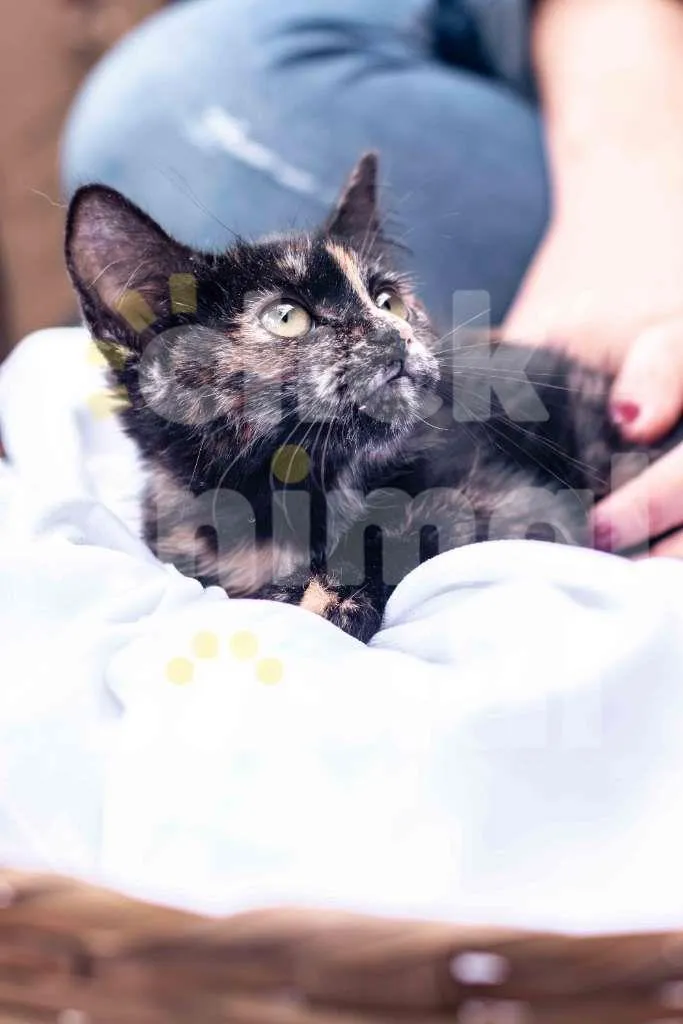 Gato ra a SRD-ViraLata idade 2 a 6 meses nome PRADA