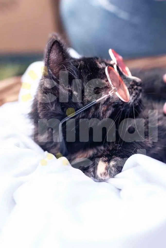 Gato ra a SRD-ViraLata idade 2 a 6 meses nome PRADA
