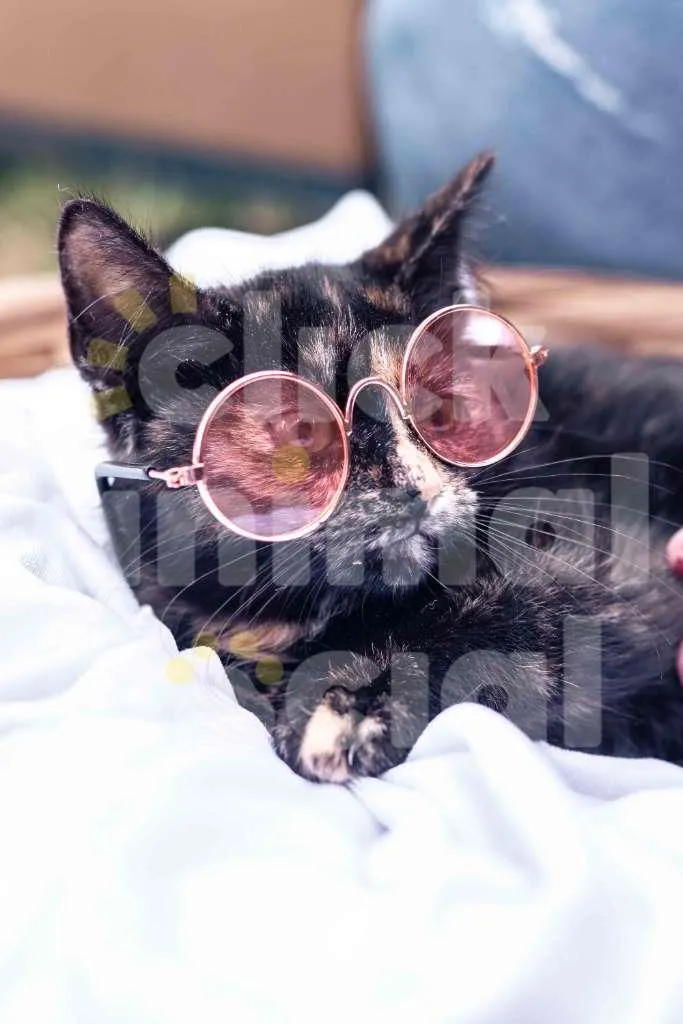 Gato ra a SRD-ViraLata idade 2 a 6 meses nome PRADA