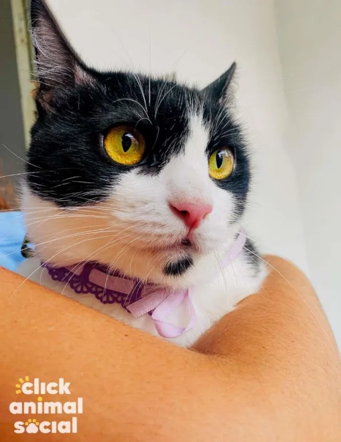 Gato ra a SRD-ViraLata idade 7 a 11 meses nome Pérola