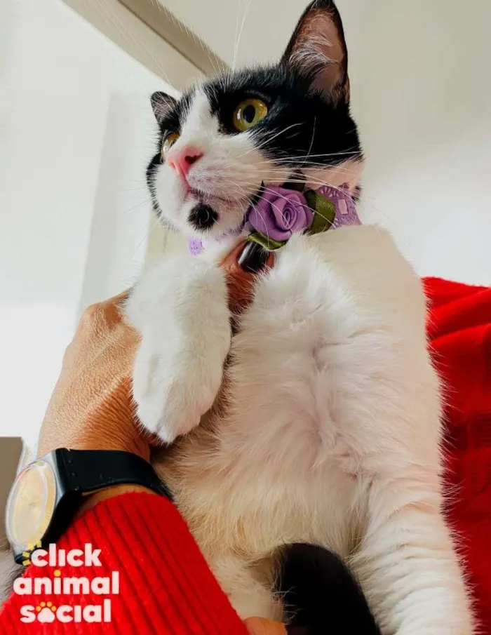 Gato ra a SRD-ViraLata idade 7 a 11 meses nome Pérola