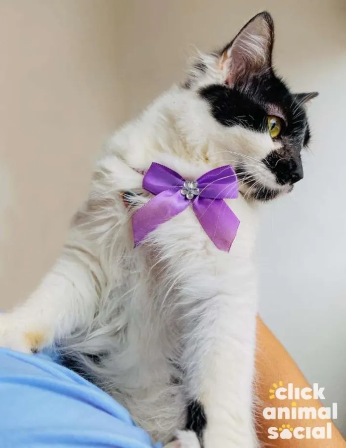 Gato ra a SRD-ViraLata idade 7 a 11 meses nome Cindy