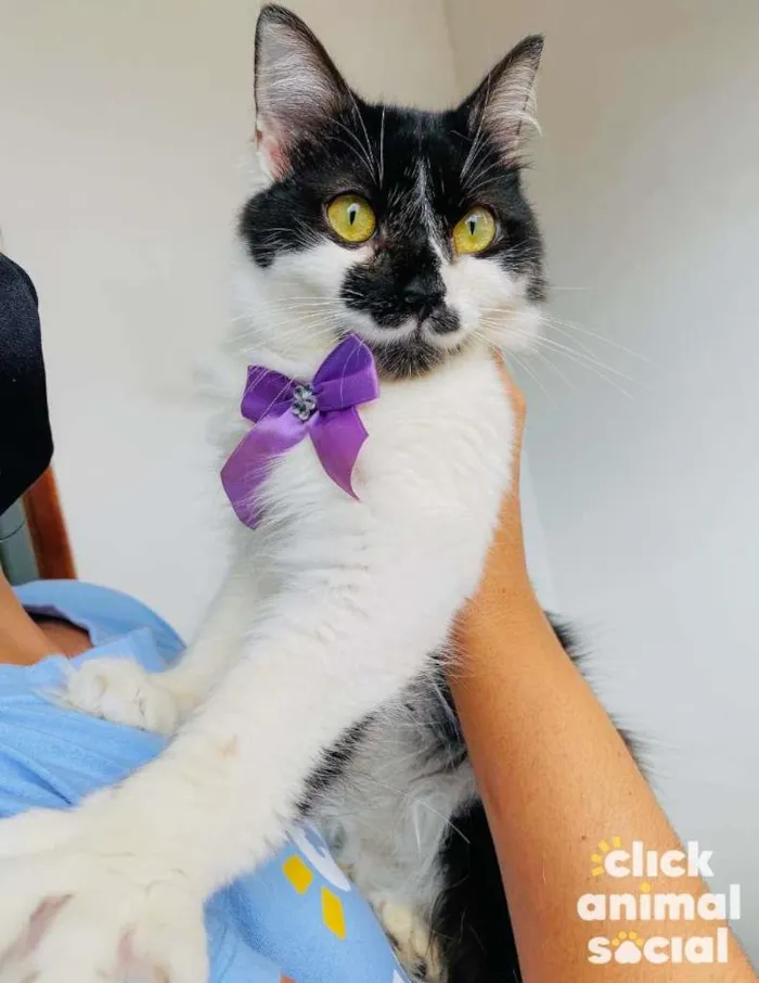 Gato ra a SRD-ViraLata idade 7 a 11 meses nome Cindy