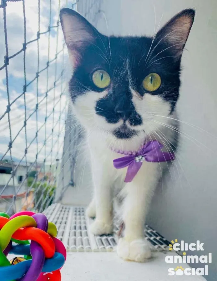Gato ra a SRD-ViraLata idade 7 a 11 meses nome Cindy