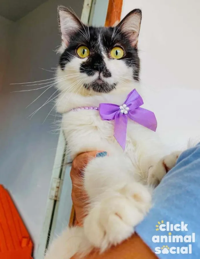 Gato ra a SRD-ViraLata idade 7 a 11 meses nome Cindy