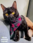 Nala
