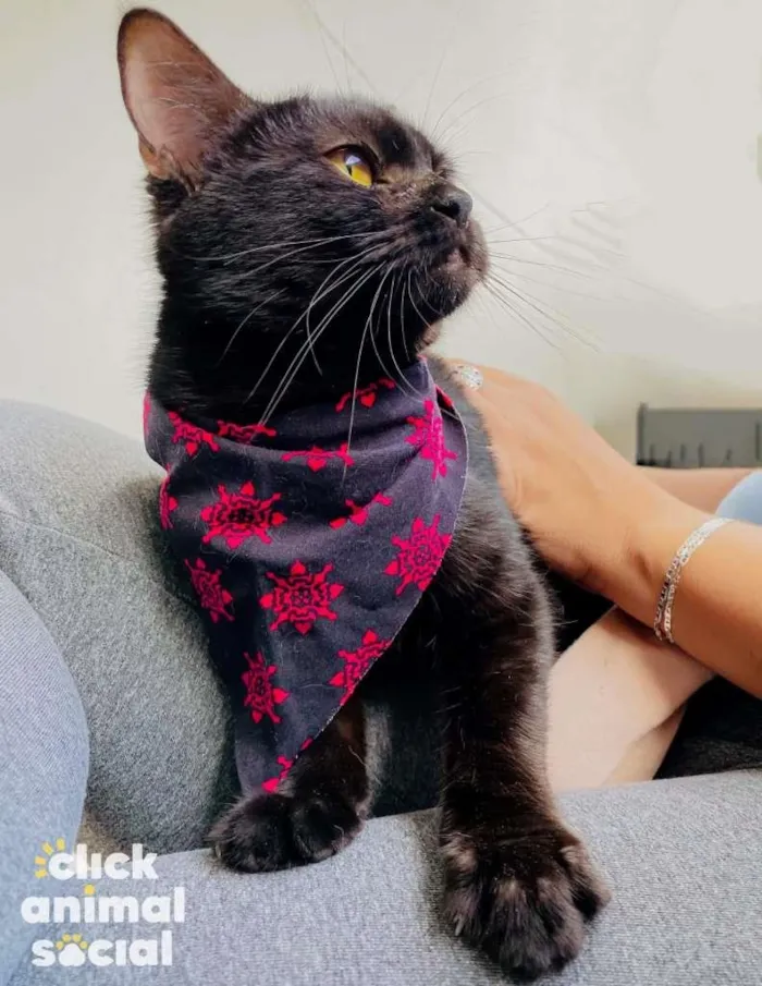 Gato ra a SRD idade 7 a 11 meses nome Nala