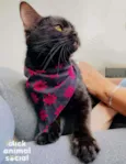 Nala