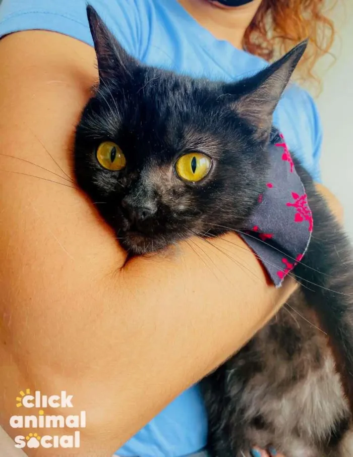 Gato ra a SRD idade 7 a 11 meses nome Nala