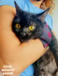 Nala
