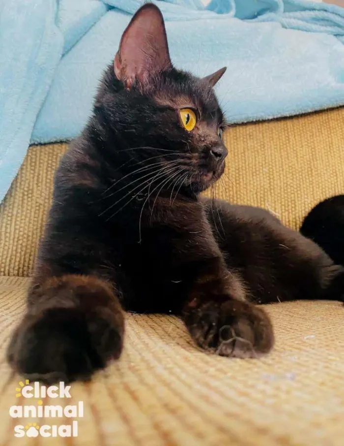 Gato ra a SRD idade 7 a 11 meses nome Nala