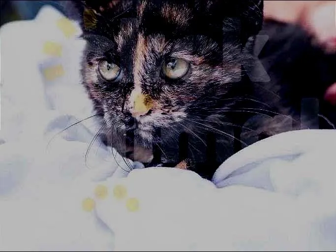 Gato ra a SRD-ViraLata idade 2 a 6 meses nome PRADA