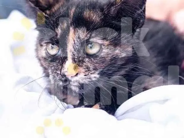 Gato ra a SRD-ViraLata idade 2 a 6 meses nome PRADA
