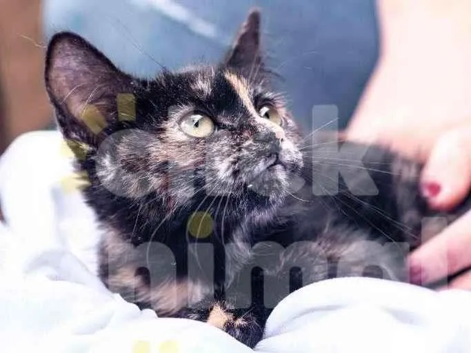 Gato ra a SRD-ViraLata idade 2 a 6 meses nome PRADA