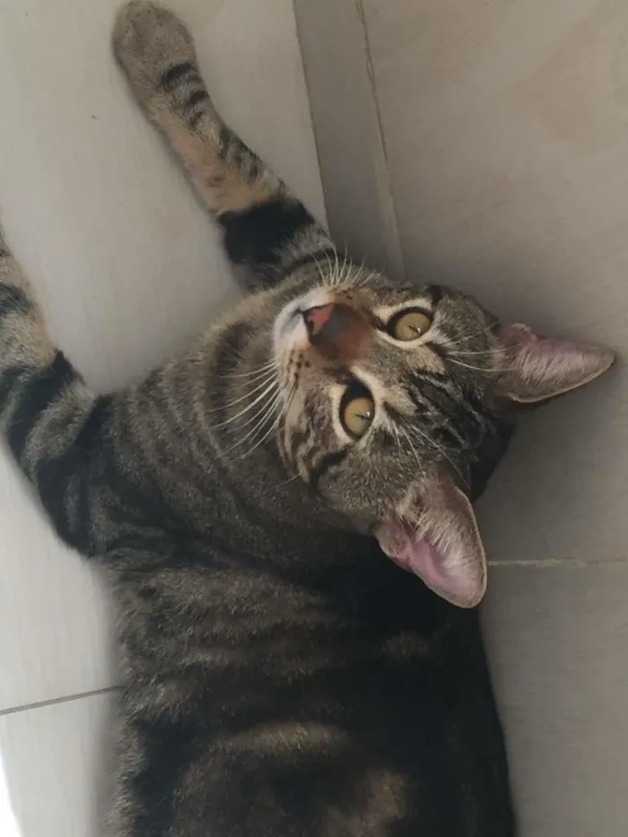 Gato ra a Não sei idade 1 ano nome Slipee