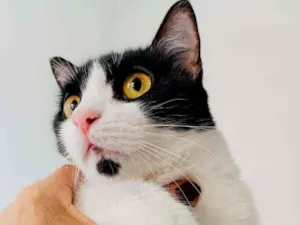 Gato raça SRD-ViraLata idade 7 a 11 meses nome Pérola