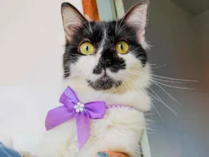 Gato raça SRD-ViraLata idade 7 a 11 meses nome Cindy