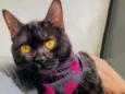 Nala