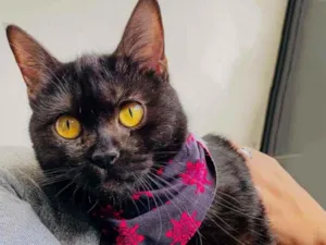 Gato raça SRD idade 7 a 11 meses nome Nala
