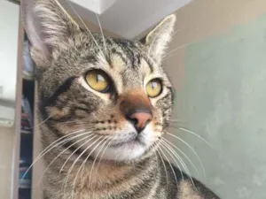 Gato raça Não sei idade 1 ano nome Slipee