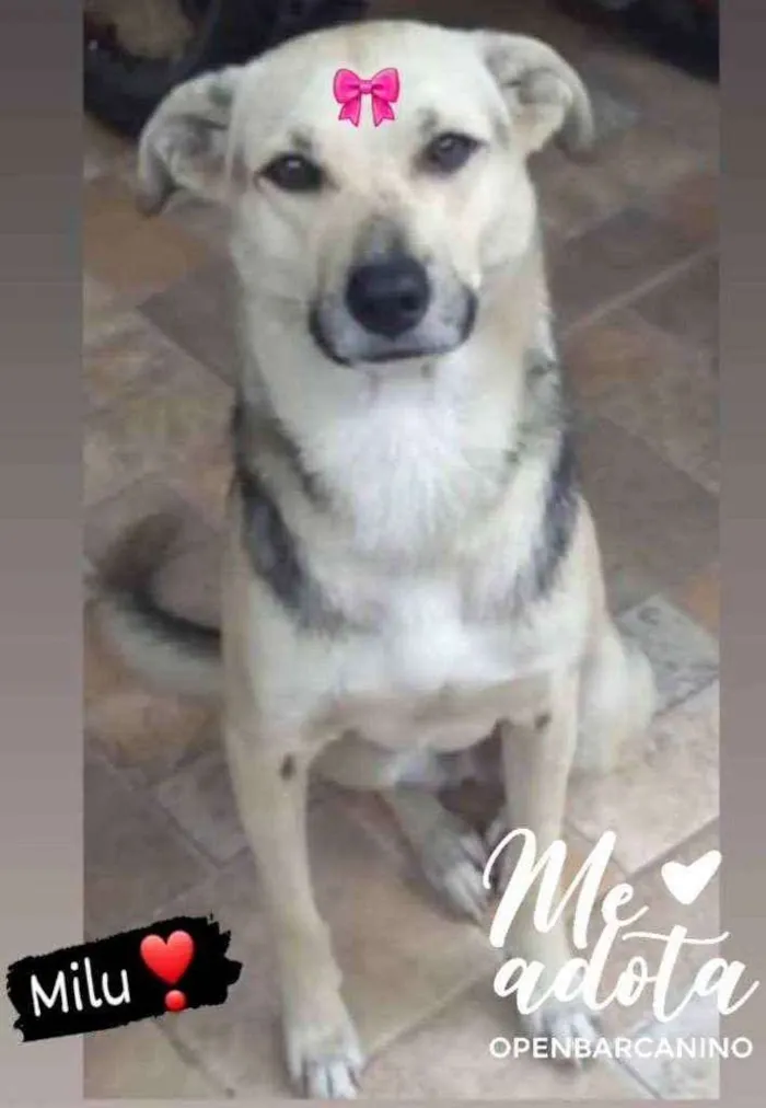Cachorro ra a Srd idade 1 ano nome Milu 