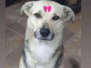 Cachorro raça Srd idade 1 ano nome Milu 