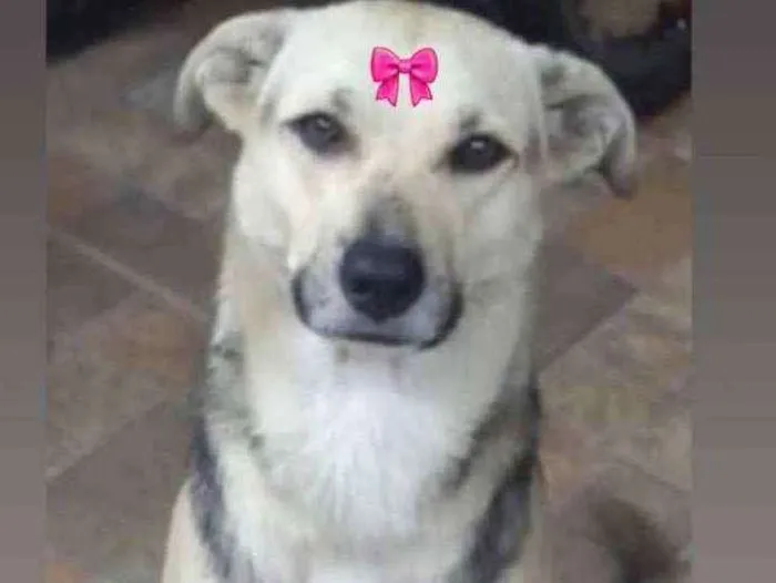 Cachorro ra a Srd idade 1 ano nome Milu 