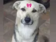 Milu