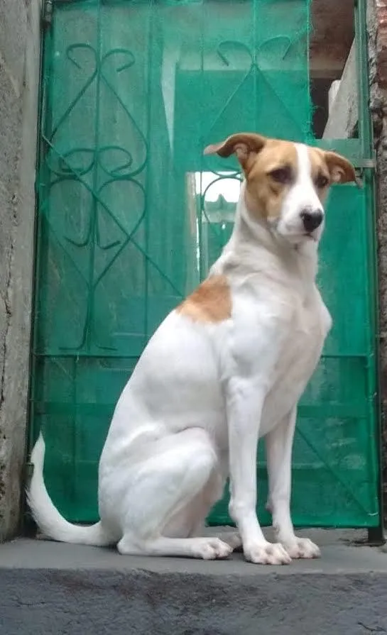 Cachorro raça SRD-ViraLata idade 3 anos nome Spot