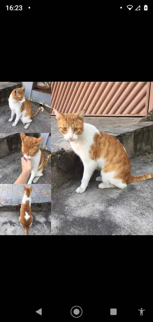 Gato ra a SRD  idade 7 a 11 meses nome Romeu