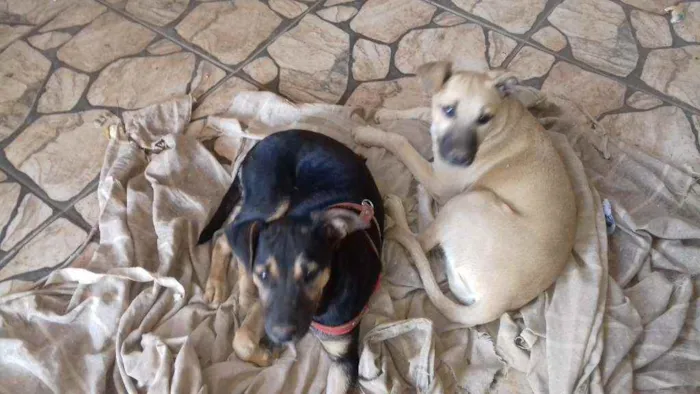 Cachorro raça SRD idade 2 a 6 meses nome Não  tem