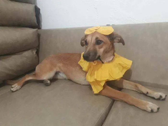 Cachorro raça Vira-lata idade 1 ano nome Pitchulinha