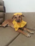 Pitchulinha