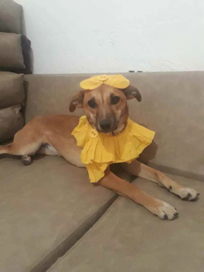 Cachorro raça Vira-lata idade 1 ano nome Pitchulinha
