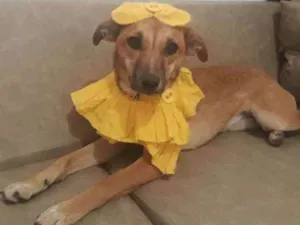 Cachorro raça Vira-lata idade 1 ano nome Pitchulinha