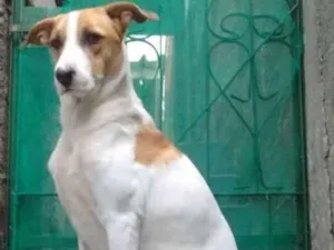 Cachorro raça SRD-ViraLata idade 3 anos nome Spot